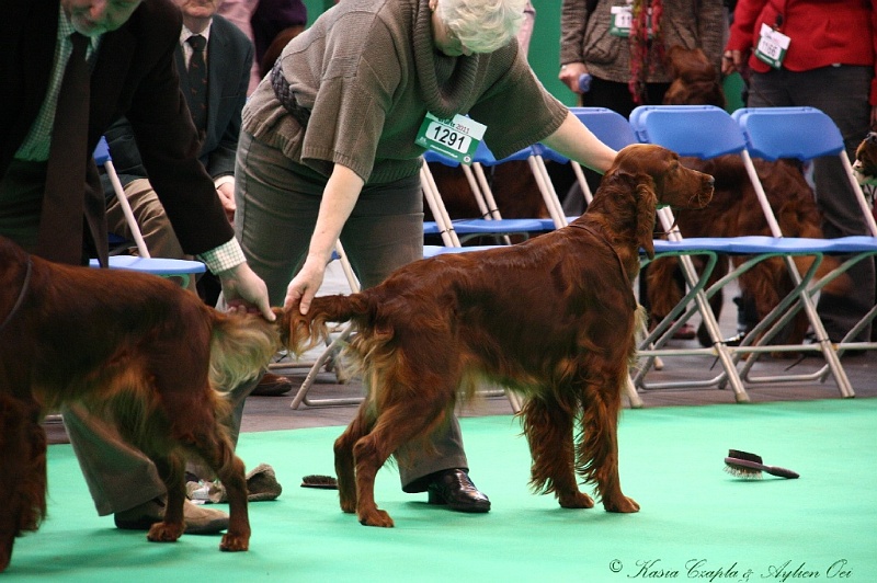 Crufts2011 298.jpg